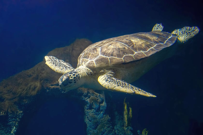 Ż&oacute;łw morski zielony (Chelonia mydas) &ndash; EN (zagrożony)