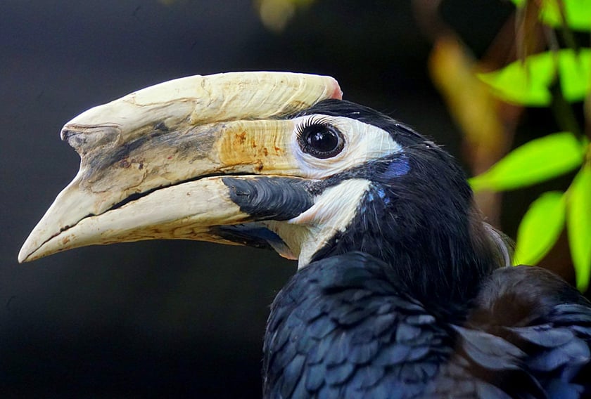 Dzioborożec palawański (Anthracoceros marchei) &ndash; VU &ndash; w naturze występuje około 1000 osobnik&oacute;w. ZOO Wrocław rozmnaża ten gatunek regularnie i jest jedynym ogrodem na świecie, kt&oacute;remu się to udało. Temu gatunkowi w naturze pomaga Fundacja ZOO Wrocław &ndash; DODO&nbsp; 