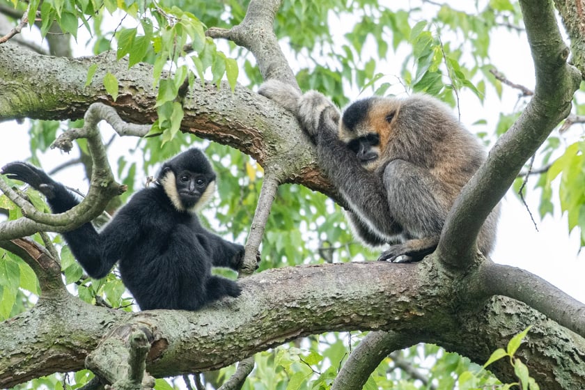 Gibon białopoliczkowy (Nomascus leucogenys) &ndash; CR - (krytycznie zagrożony), około 160 osobnik&oacute;w w naturze. Temu gatunkowi w naturze pomaga Fundacja ZOO Wrocław &ndash; DODO&nbsp; 