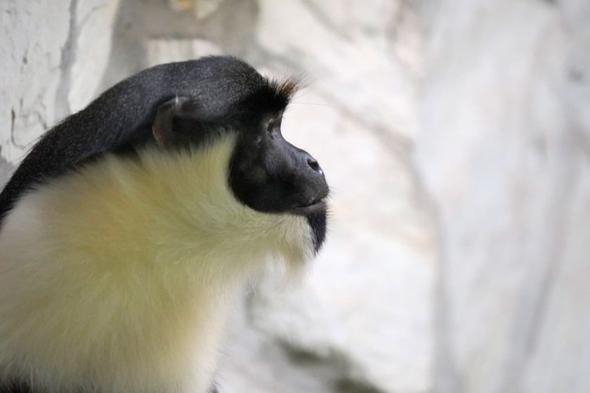 Koczkodan diana (Cercopithecus diana) &ndash; EN (zagrożony)