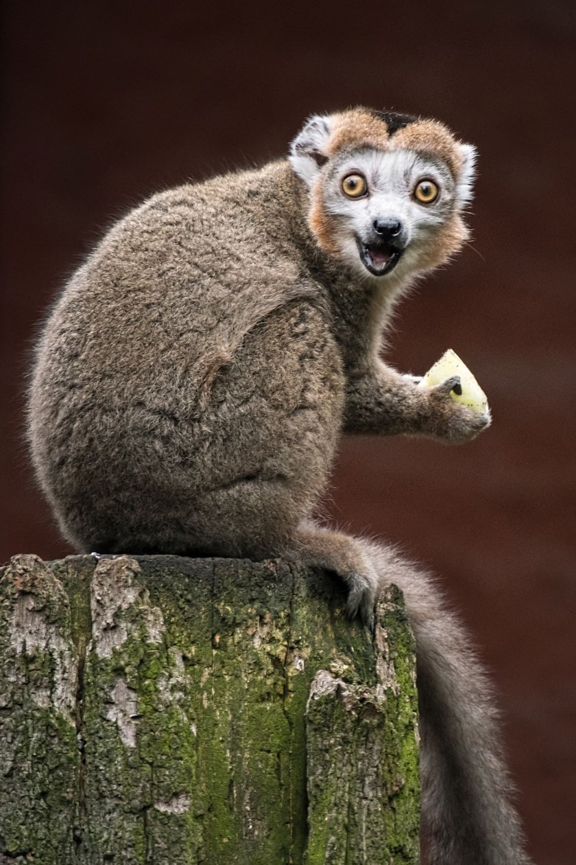 Lemur koroniasty (Eulemur coronatus) &ndash; EN (zagrożony). Gatunek zagrożony wyginięciem