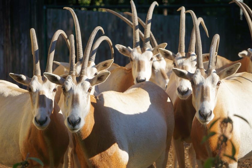 Oryks szablorogi (Oryx dammah) &ndash; EW &ndash; wyginął w naturze. Oryksy szablorogie opisano po raz pierwszy 190 lat temu, w 1826 r., w 2000 r. zostały sklasyfikowane jako gatunek wymarły w naturze (kategoria EW wg IUCN). Ostatniego, dziko żyjącego oryksa szablorogiego zabito dla trofeum, w postaci rog&oacute;w. Temu gatunkowi pomaga Fundacja ZOO Wrocław &ndash; DODO