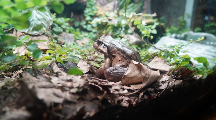 Żaba gigant (Leptodactylus fallax) &ndash; CR (krytycznie zagrożony)