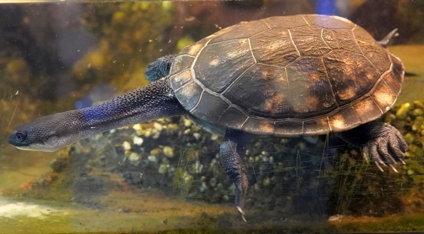 Ż&oacute;łw wężoszyi (Chelodina mccordi) &ndash; CR (krytycznie zagrożony)