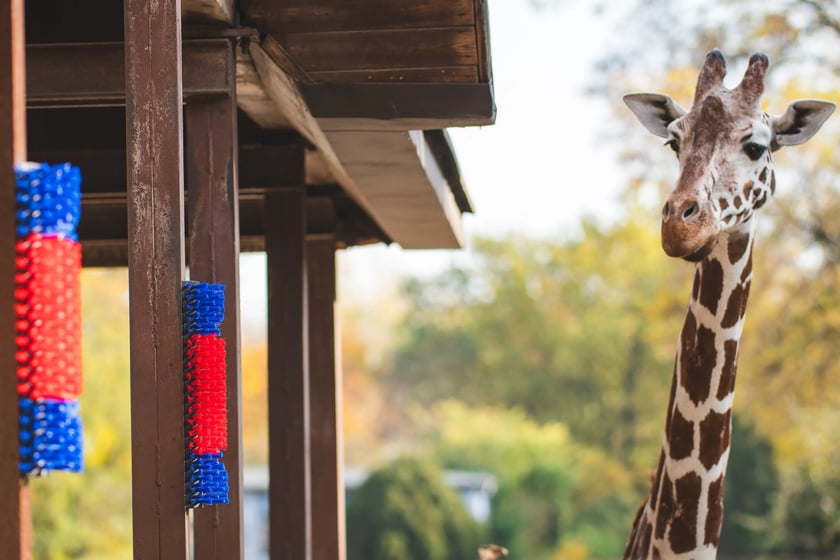 Żyrafa siatkowana (Giraffa camelopardalis reticulata) &ndash; VU (dla Giraffa camelopardalis) &ndash; kilka tysięcy osobnik&oacute;w w naturze. Na podstawie badań lotniczych (w latach 2011-2017), oszacowano całkowitą populację żyrafy siatkowanej w Etiopii, Kenii i Somalii na ok. 15 tys. osobnik&oacute;w (ok. 11 tys. dojrzałych). Stanowi to znaczny (56%) spadek w ciągu ostatnich 30 lat.&nbsp;