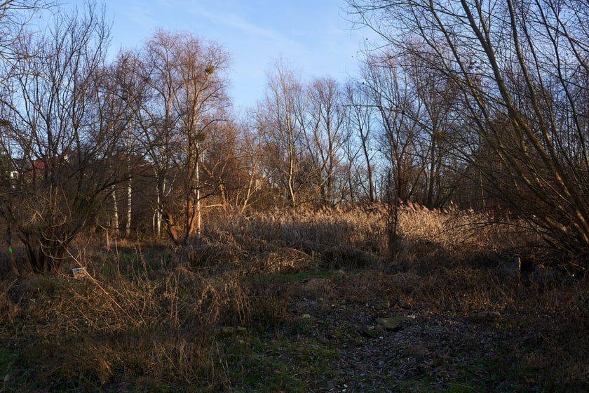 Na zdjęciu teren przy ul. Kunickiego na wrocławskim Muchoborze z grudnia 2022 r.