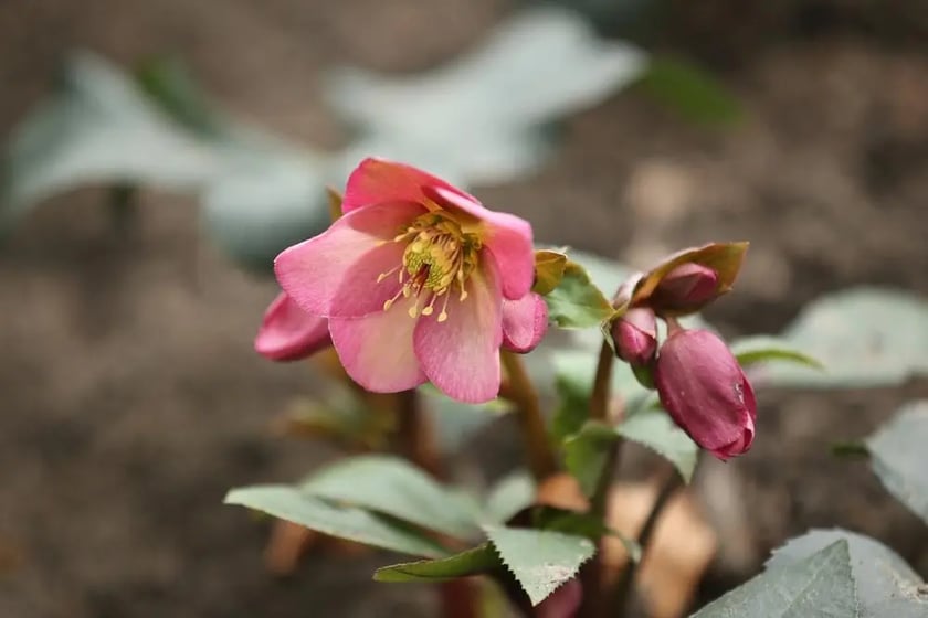 Wiosna w Ogrodzie Botanicznym