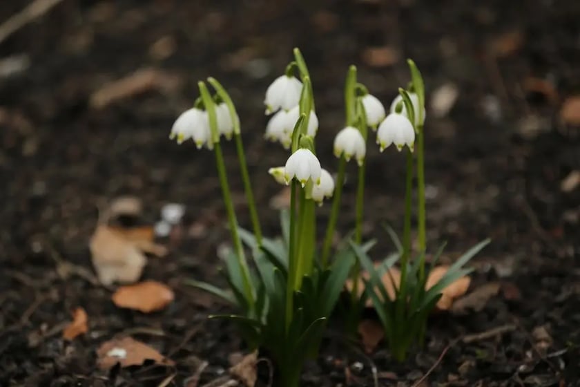 Wiosna w Ogrodzie Botanicznym