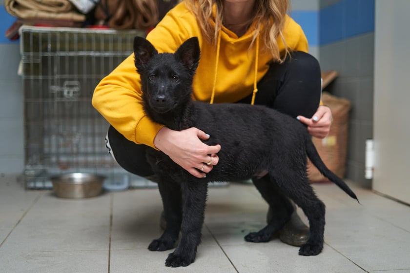 Brat (czarny) i siostra (czarna podpalana) w wieku ok. 3 miesięcy. Do schroniska trafiły jako znalezione. Pieski są urocze, bardzo rezolutne i wpatrzone w opiekuna! Mają kwarantannę do 16 marca.