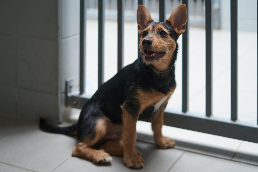 Mały szorstkowłosy samczyk w wieku 3 miesięcy. Do schroniska oddany przez właściciela. Jest gotowy do adopcji, bo zakończył kwarantannę. Psiak jest bardzo miły, ale temperamentny i wymaga wychowania.