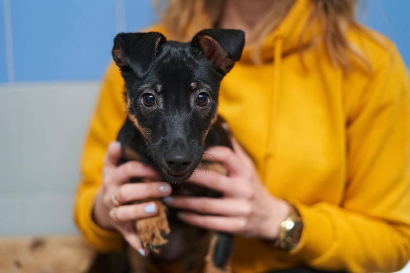 Ronja ma ok. 3,5 miesiąca. Do schroniska trafiła jako znaleziona. Będzie niewielkim pieskiem. Suczka jest dość nerwowa i wymaga zr&oacute;wnoważonego opiekuna. Ma kwarantannę do 22 marca.