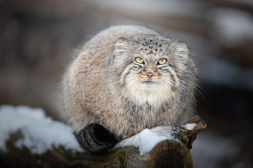 Manul stepowy