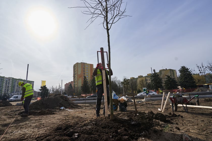Tak powstaje park na Nowym Dworze przy ul. Rogowskiej. Dzięki temu pętla autobusowo-tramwajowa kończąca TAT będzie dużo bardziej urokliwa, a okolica zyska "płuca".