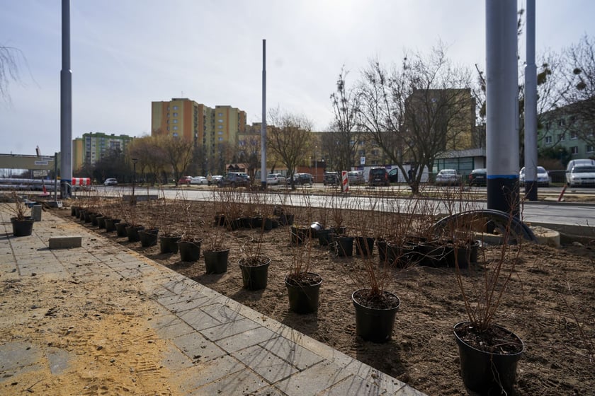 Tak powstaje park na Nowym Dworze przy ul. Rogowskiej. Dzięki temu pętla autobusowo-tramwajowa kończąca TAT będzie dużo bardziej urokliwa, a okolica zyska "płuca".