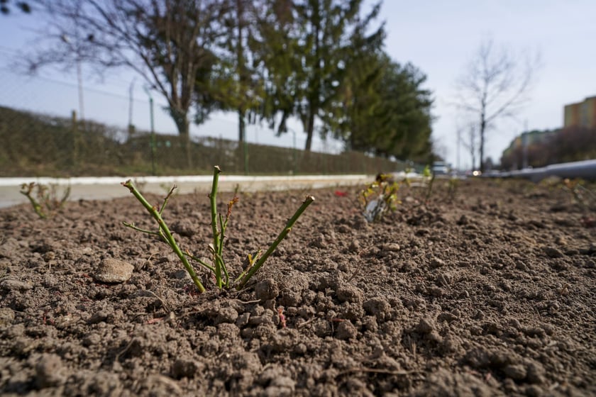 Tak powstaje park na Nowym Dworze przy ul. Rogowskiej. Dzięki temu pętla autobusowo-tramwajowa kończąca TAT będzie dużo bardziej urokliwa, a okolica zyska "płuca".