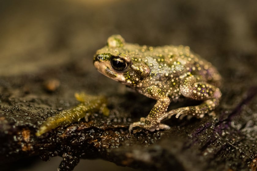 Ropucha marokańska, pochodzi z Afryki. Ropuchy, w przeciwieństwie do żab, są przystosowane do życia poza wodą. W naturze ropucha marokańska zamieszkuje środowisko suche i kamieniste , gdzie w schronieniu pomaga jej naturalny kamuflaż - czytamy na Facebooku wrocławskiego zoo.&nbsp;