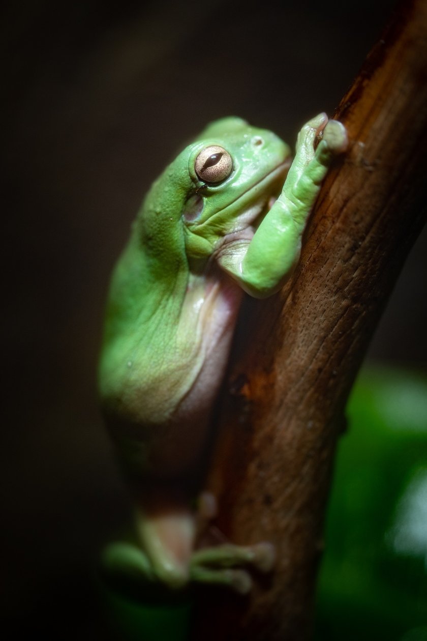 Rzekotka szmaragdowa (Litoria caerulea). Jeden z największych bezogonowych przedstawicieli Australii. Gatunek ten otrzymał łacińską nazwę &bdquo;caerulea&rdquo;, co wskazuje na niebieski kolor płaza. Nazwa ta powstała, ponieważ pierwsze okazy tego gatunku, kt&oacute;re zostały przetransportowane do Europy pod koniec XVIII wieku, zmieniły swoją kolorystykę z zielonej na niebieską pod wpływem substancji konserwującej użytej do ich transportu. W naturze żaby te są wyraźnie zielone. Dzięki Australijskiemu prawu, kt&oacute;re chroni wszystkie rodzime gatunki zwierząt IUCN zamieściło ją w kategorii najmniejszej troski (LC).