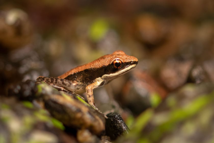 Żaba czarnoucha (Sylvirana cubitalis). Gatunek ten występuje w Birmie, Tajlandii, Laosie, Chinach oraz prawdopodobnie w Wietnamie. Jej naturalnym siedliskiem są lasy monsunowe oraz deszczowe, zwykle w pobliżu wartkich strumieni, potok&oacute;w i rzek. IUCN umieściło ją jako żabę najmniejszej troski (LC). Swoje jaja składają w gniazdach zrobionych z piany umieszczonych na liściach lub gałęziach nad stojącą wodą.