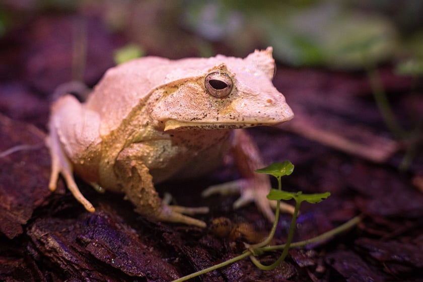 Żaba graniasta (Ceratobatrachus guentheri). Pochodzi aż z Wysp Salomona na Oceanie Spokojnym. Niezwykle ciekawe w biologii tych płaz&oacute;w jest to, że w swoim rozwoju nie przechodzą one stadium kijanki. Całkowity rozw&oacute;j młodej żabki odbywa się w złożonym jajku, z kt&oacute;rego wylęga się gotowa mini-żabka. Spotyka się osobniki o wielu odmianach barwnych, od ż&oacute;łtego poprzez pomarańczowy, do jasnozielonego. Żabek tych przybyło do nas 14 i są to jedyne żabki tego gatunku w europejskich ogrodach zoologicznych.