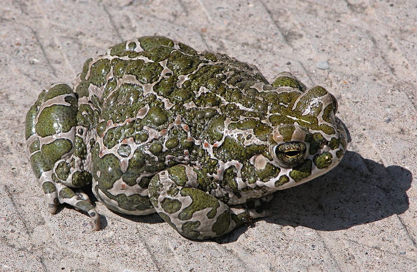 Ropucha zielona (Bufotes viridis).&nbsp;Jest to ropucha zamieszkująca tereny od Europy, przez Afrykę aż do Azji. Chociaż całkowita liczba tych zwierząt maleje, są one nadal powszechne na większej części swojego obszaru występowania. IUCN określa je jako zwierzęta najmniejszej troski (LC). Gruczoły tych ropuch wydzielają bufotalinę, kt&oacute;ra działa hamująco na mięsień sercowy oraz bufogeninę, kt&oacute;ra jest związkiem uspokajającym i halucynogennym.