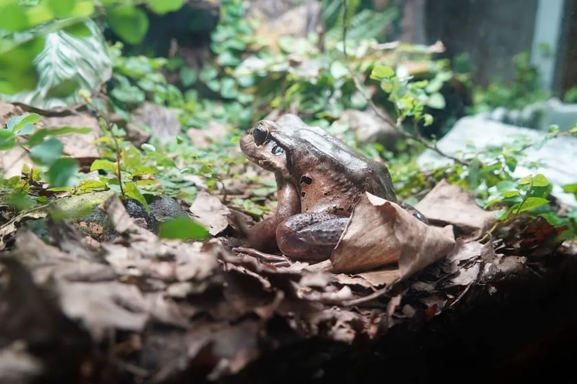 Żaba gigant (Leptodactylus fallax). Zamieszkuje ona g&oacute;rskie tropikalne lasy deszczowe Wysp Karaibskich. Jak sama nazwa wskazuje, jest to jedna z największych żab na świecie. Niestety gatunek ten jest krytycznie zagrożony wyginięciem (CR), dzieje się tak w skutek między innymi odłow&oacute;w w celach konsumpcyjnych. W związku z tym przez mieszkańc&oacute;w teren&oacute;w zamieszkiwanych przez te żaby, nazywane są &bdquo;kurczakiem g&oacute;rskim&rdquo;.