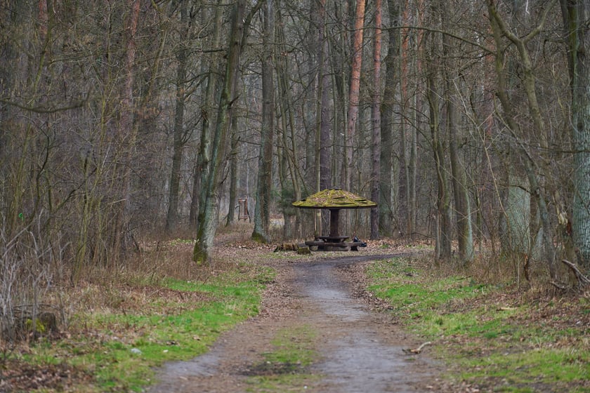 Las Mokrzański