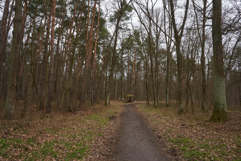 Las Mokrzański