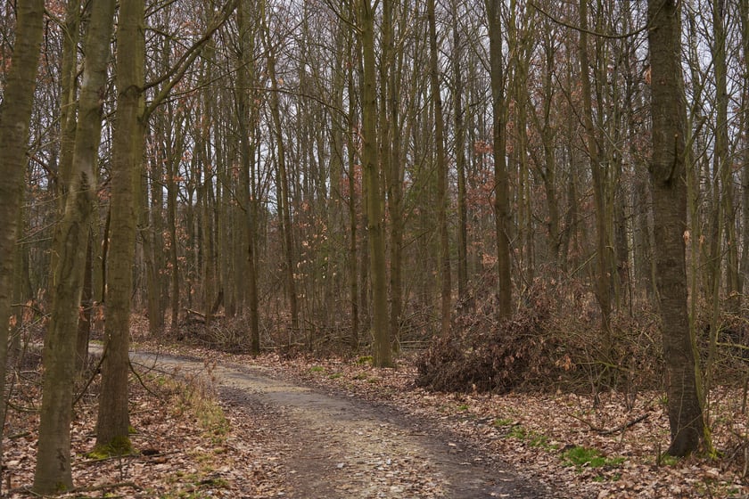 Las Ratyński