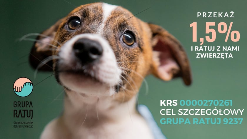 Grupę Pomocy Zwierzętom RATUJ można wesprzeć przekazując swoje 1,5 proc.: KRS 0000270261, cel szczeg&oacute;łowy: GRUPA RATUJ 9237.