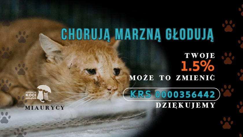 1,5 procent swojego podatku możesz także przekazać Fundacji Koci Zakątek, KRS: 0000356442.