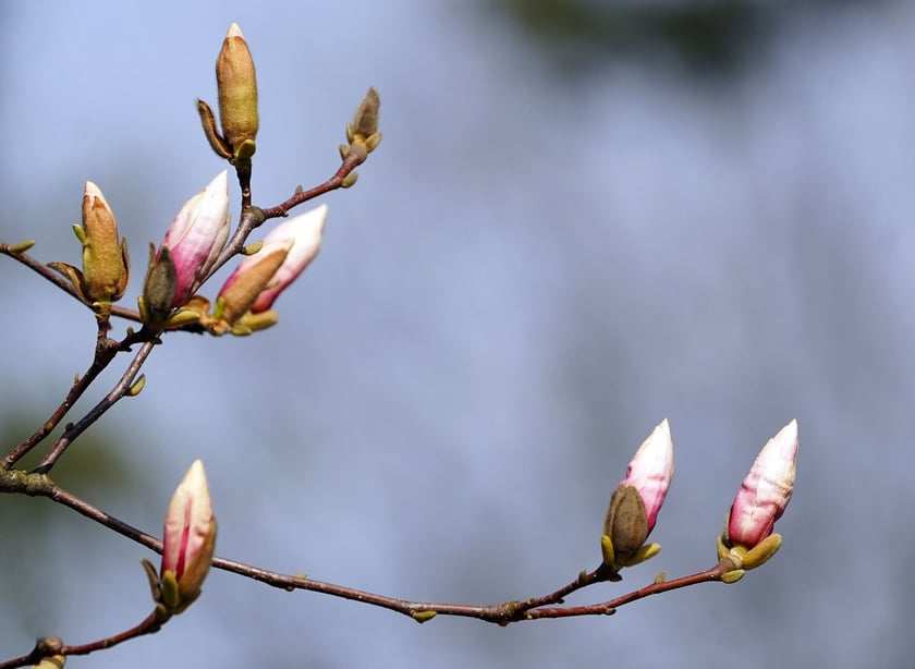 Magnolia