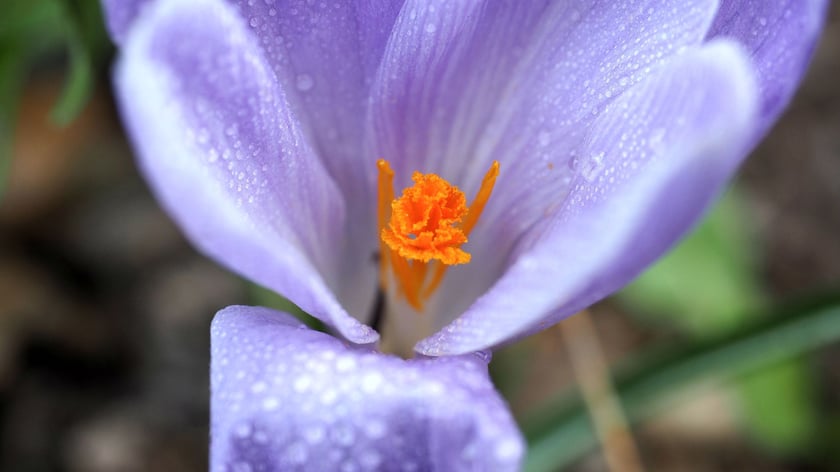 Krokus