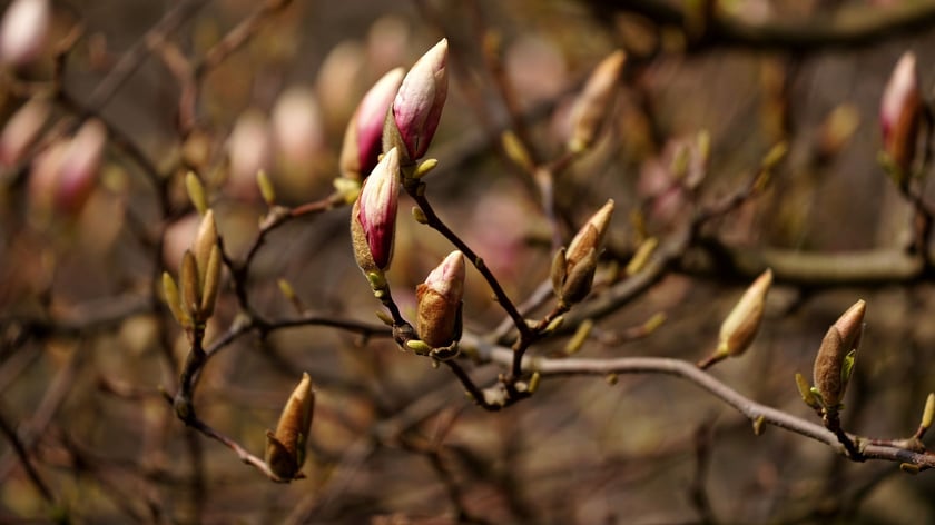 Magnolia