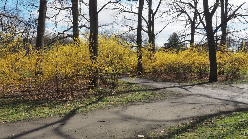 Forsycje