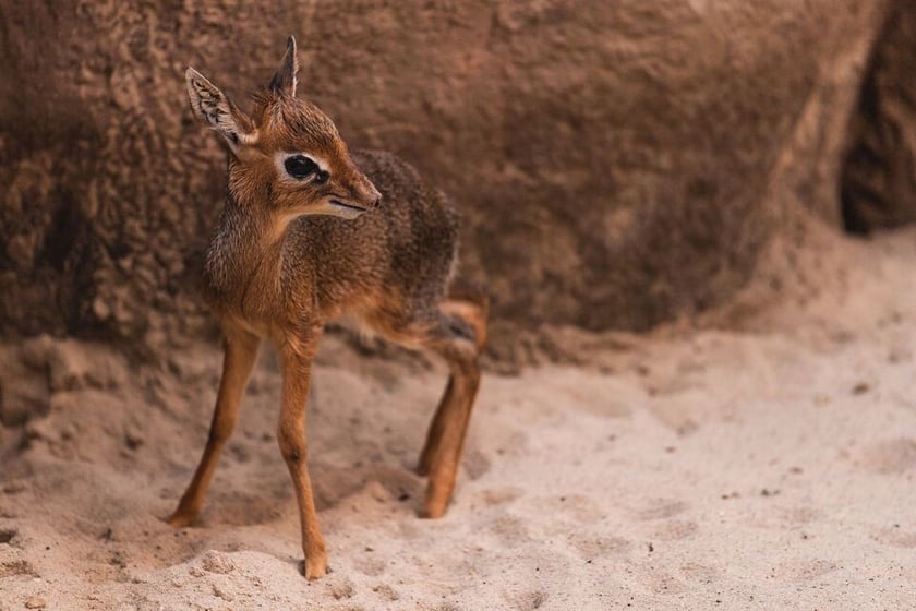 Maluchy z wrocławskiego zoo. Digdik