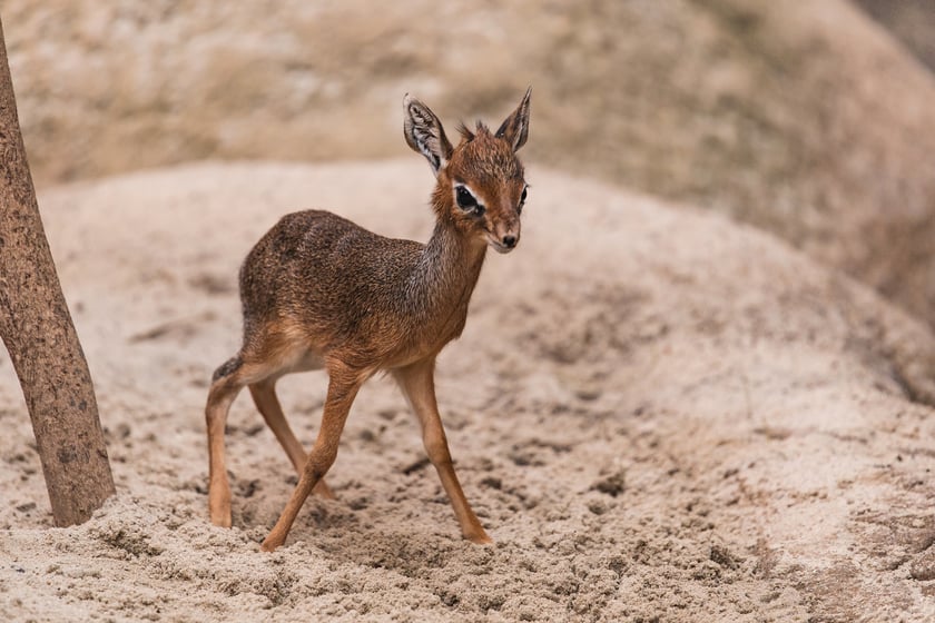 Maluchy z wrocławskiego zoo. Digdik
