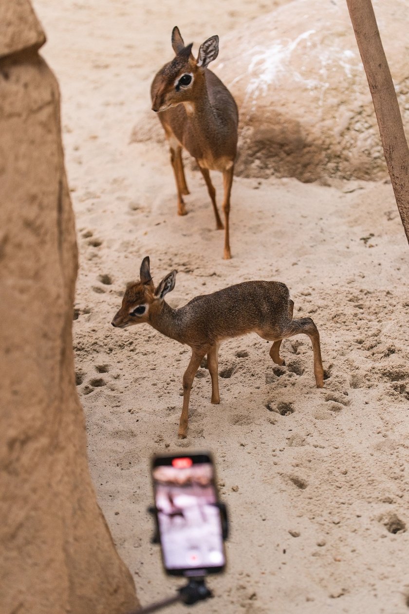 Maluchy z wrocławskiego zoo. Digdik