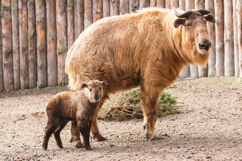 Maluchy z wrocławskiego zoo. Takiny złote