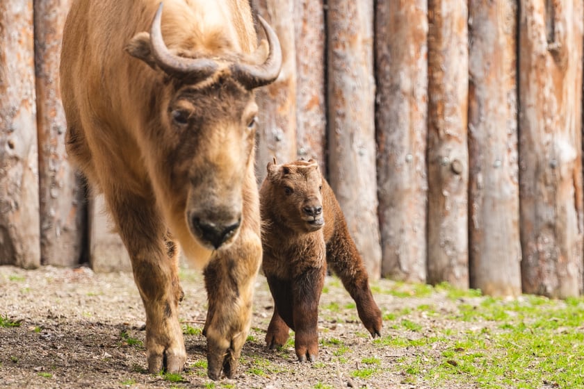 Maluchy z wrocławskiego zoo. Takiny złote