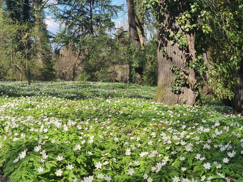 Arboretum Wojsławice