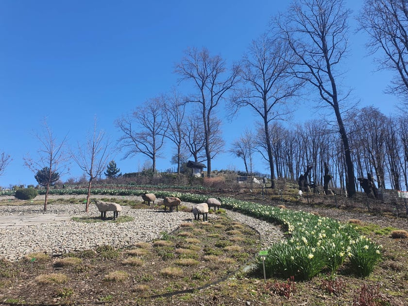 Arboretum Wojsławice