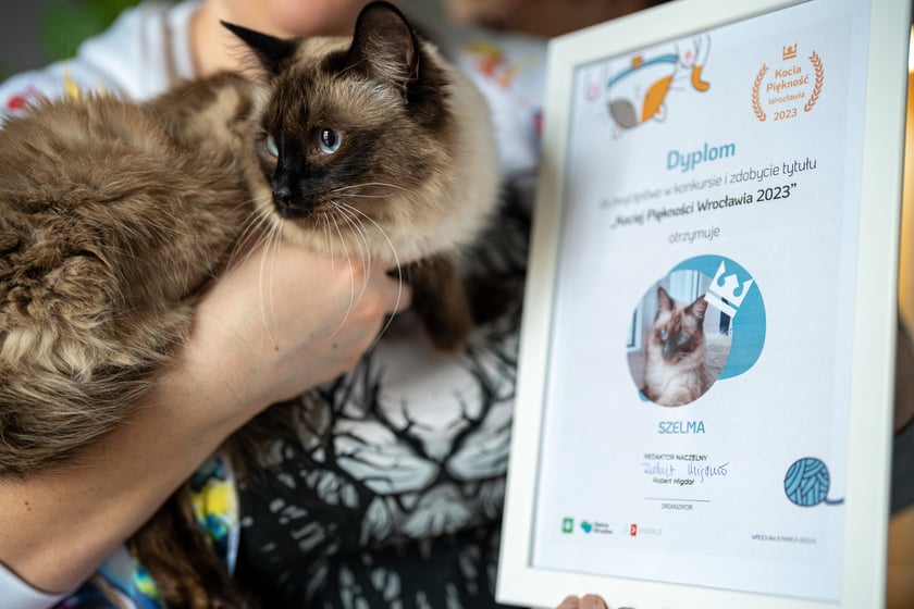 Szelma vel. Cipciuś vel. Kr&oacute;lowa Zniszczenia vel. Przytulas. Wszystkie nazwy doskonale opisują moją kotkę syjamską. Niesamowicie przyjazna i oddana. Uwielbia broić - demontaż puzzli i aportowanie to ulubione zabawy. Słyszy to, co chce słyszeć - najczęściej pojemnik z przysmakami. Ma słabość do małych dzieci.
&nbsp;