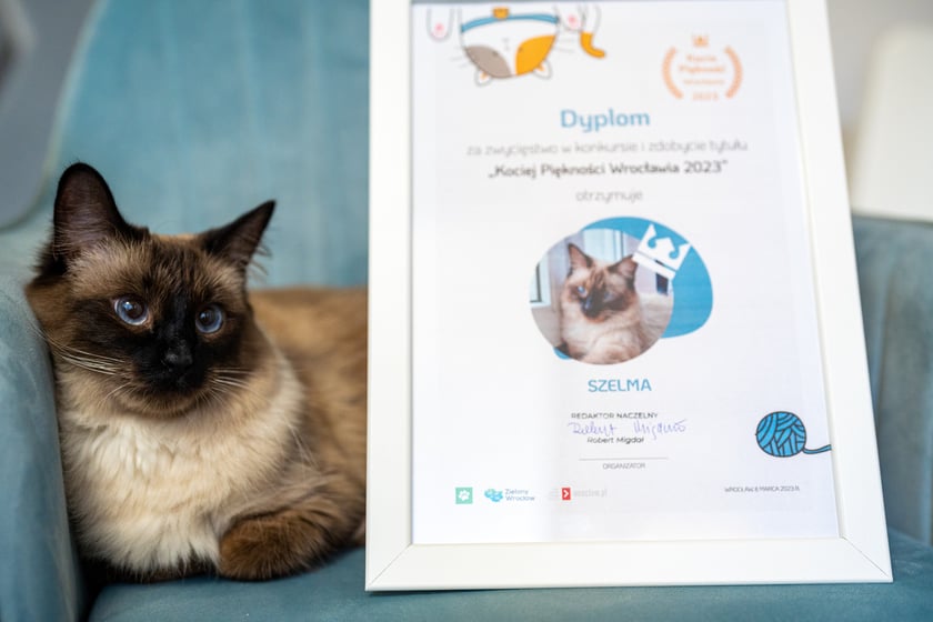 Szelma vel. Cipciuś vel. Kr&oacute;lowa Zniszczenia vel. Przytulas. Wszystkie nazwy doskonale opisują moją kotkę syjamską. Niesamowicie przyjazna i oddana. Uwielbia broić - demontaż puzzli i aportowanie to ulubione zabawy. Słyszy to, co chce słyszeć - najczęściej pojemnik z przysmakami. Ma słabość do małych dzieci.
&nbsp;