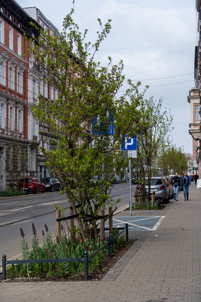 Zielone Nadodrze - zazieleniona ulica Bolesława Chrobrego we Wrocławiu