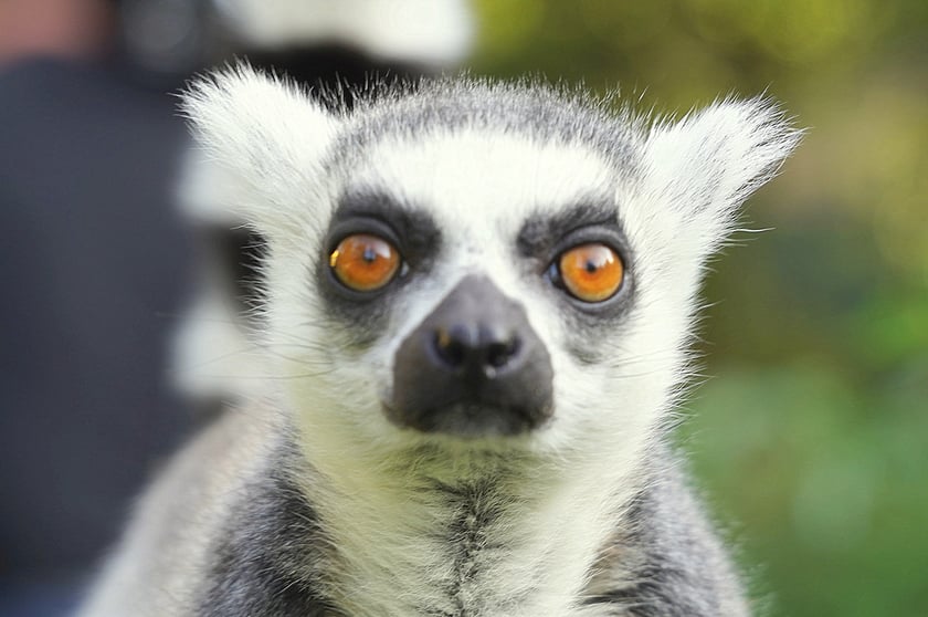 Lemur katta