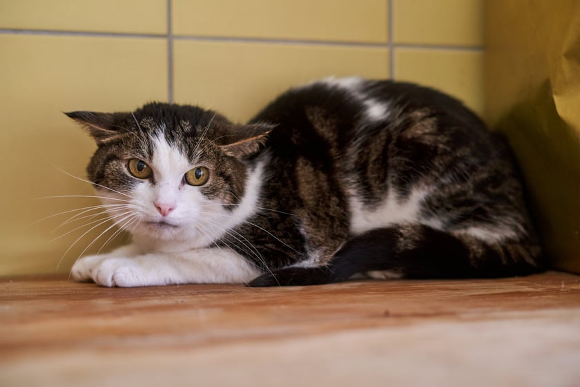 Maciek - kotek do adopcji z wrocławskiego schroniska.