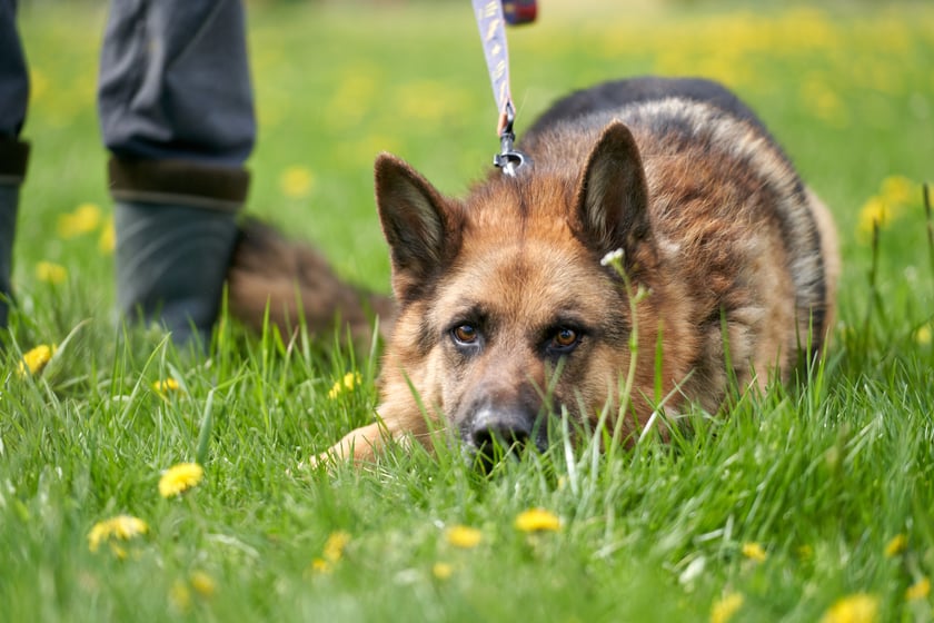 Przepiękny ok. 5-letni owczarek niemiecki. Loko to psiak z długą schroniskową kartoteką&hellip; Kilka razy został adoptowany, ale szybko wracał do schroniska. Loko to psiak wymagający. Jest miły dla zaprzyjaźnionych ludzi, ale czasem boi się panicznie r&oacute;żnych rzeczy i wtedy traci kontrolę nad sobą. Potrzebuje stabilnego opiekuna.