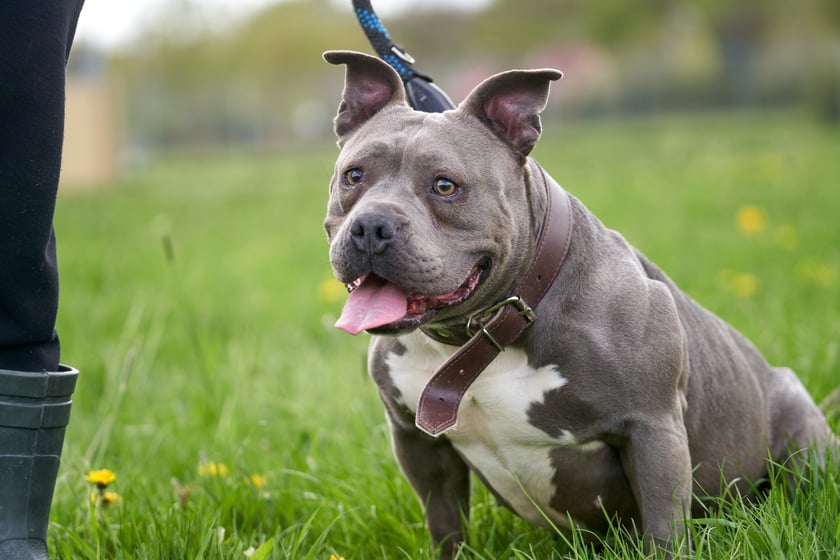 5-letnia suczka w typie american bully. Luna to bardzo miła suczka, ale musi najpierw poznać człowieka i mu zaufać. Lubi spacery, na kt&oacute;rych szaleje. Nie wymaga jednak bardzo długich i wyczerpujących podr&oacute;ży. Luna nie toleruje innych ps&oacute;w. W boksie jest czysta oraz nic nie niszczy.