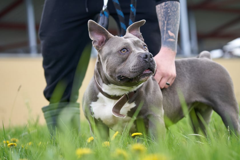 5-letnia suczka w typie american bully. Luna to bardzo miła suczka, ale musi najpierw poznać człowieka i mu zaufać. Lubi spacery, na kt&oacute;rych szaleje. Nie wymaga jednak bardzo długich i wyczerpujących podr&oacute;ży. Luna nie toleruje innych ps&oacute;w. W boksie jest czysta oraz nic nie niszczy.