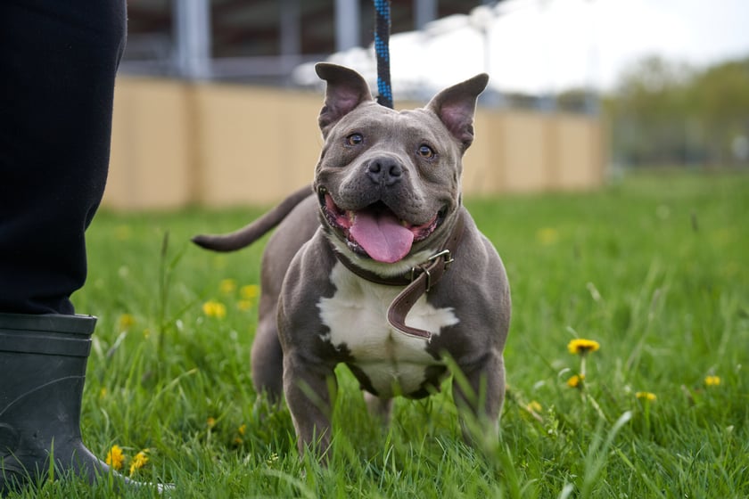 5-letnia suczka w typie american bully. Luna to bardzo miła suczka, ale musi najpierw poznać człowieka i mu zaufać. Lubi spacery, na kt&oacute;rych szaleje. Nie wymaga jednak bardzo długich i wyczerpujących podr&oacute;ży. Luna nie toleruje innych ps&oacute;w. W boksie jest czysta oraz nic nie niszczy.